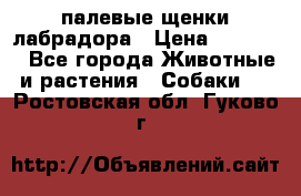 палевые щенки лабрадора › Цена ­ 30 000 - Все города Животные и растения » Собаки   . Ростовская обл.,Гуково г.